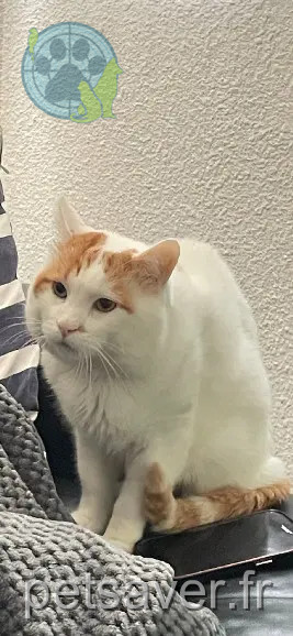 Chat Perdu 34 Hérault Chat Perdu 34 Hérault
