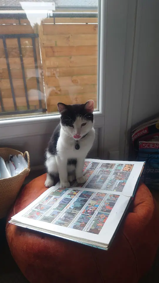 Chat Perdu 35 Ille-et-Vilaine Chat Perdu 35 Ille-et-Vilaine