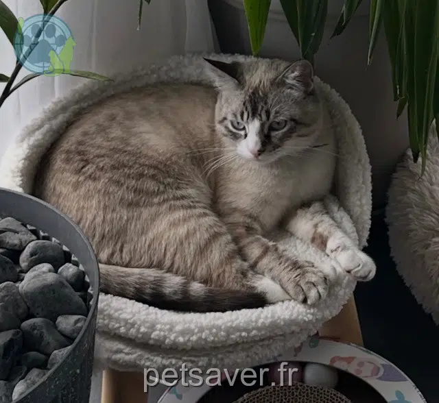kater vermist 35550 Saint-Just Alaska kater lost 35550 Saint-Just Alaska