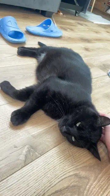 chat lost   35350 Saint-Méloir-des-Ondes Angelo