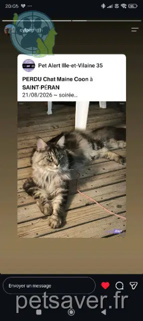 chat perdu 35380 Saint-Péran Angus chat lost 35380 Saint-Péran Angus