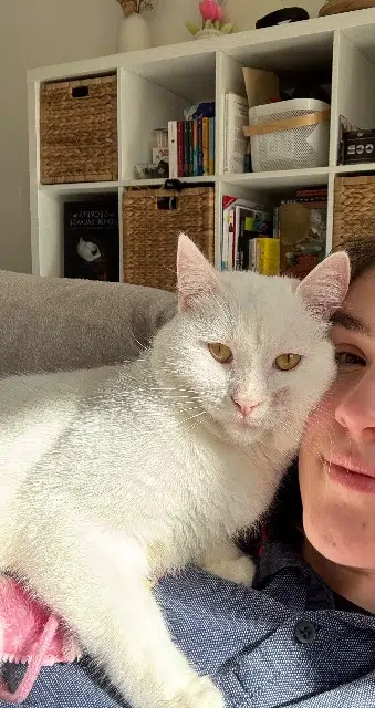 chat lost   35340 Liffré Arlo