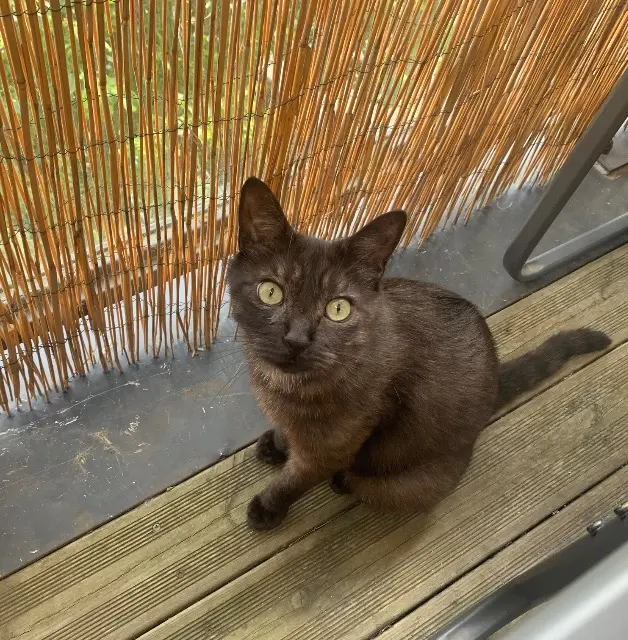 chat lost   35230 Noyal-Châtillon-sur-Seiche Baloo