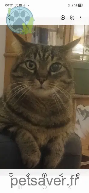 kater lost   35740 Pacé Bambou