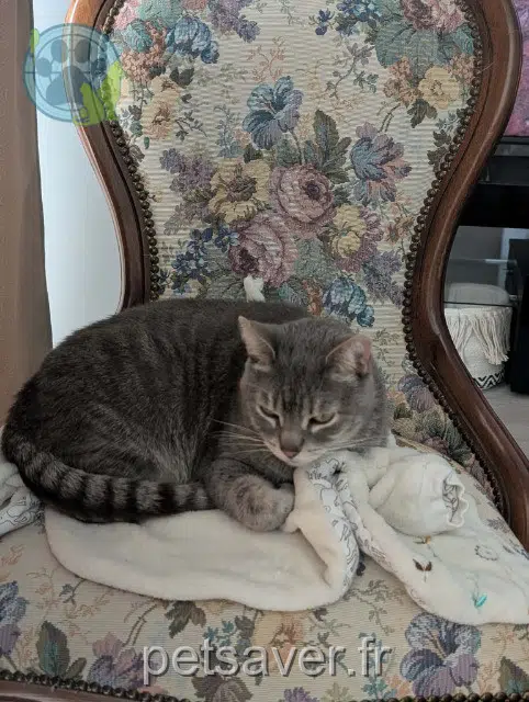 chat lost   35136 Saint-Jacques-de-la-Lande Barry