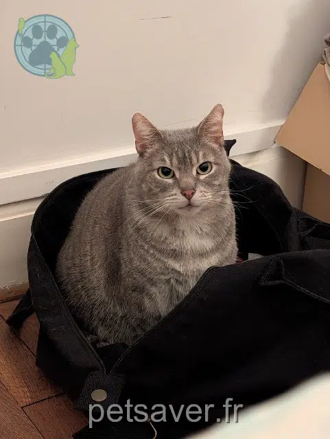 chat lost   35136 Saint-Jacques-de-la-Lande Barry