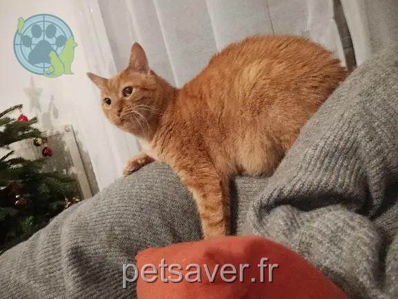 Chat Perdu 35 Ille-et-Vilaine - Beaub Chat Perdu 35 Ille-et-Vilaine - Beaub