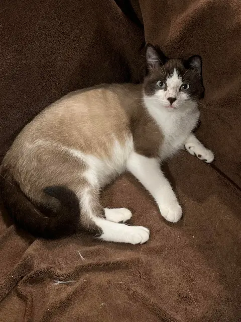 cat lost 35550 Lieuron Beige cat lost 35550 Lieuron Beige
