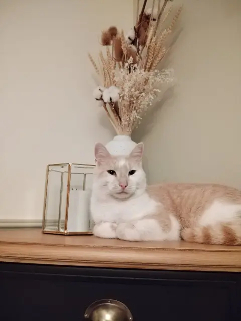 chat lost   35270 Combourg Billy (pucé sous Dimitri)