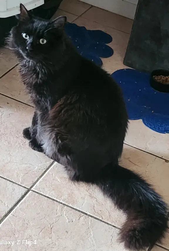 Chat Perdu 35 Ille-et-Vilaine - Black Chat Perdu 35 Ille-et-Vilaine - Black