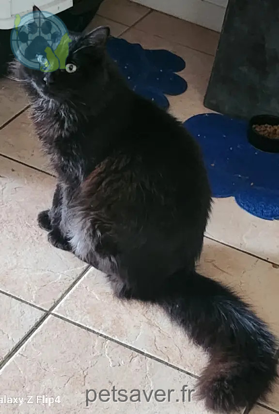 Chat Perdu 35 Ille-et-Vilaine - Black Chat Perdu 35 Ille-et-Vilaine - Black