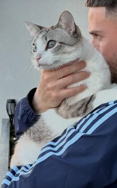 chat lost   35400 Saint-Malo Bogota