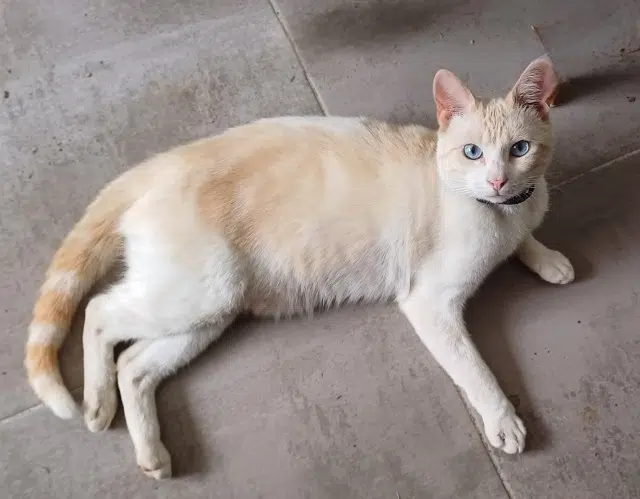 chat lost   35490 Gahard Carterre