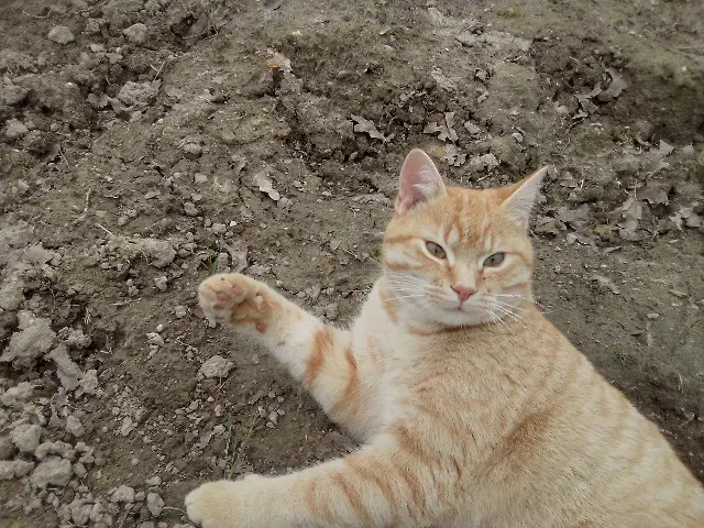 chat lost   35340 La Bouëxière Charlie