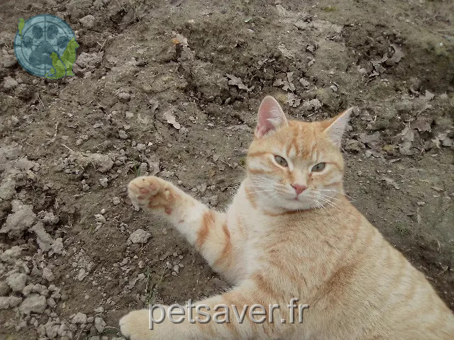 kater vermist 35340 La Bouëxière Charlie kater lost 35340 La Bouëxière Charlie