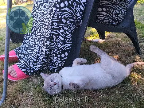 Chat Perdu 35 Ille-et-Vilaine - Chassis Chat Perdu 35 Ille-et-Vilaine - Chassis