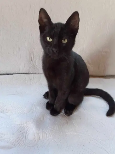 chat lost   35490 Romazy Choco