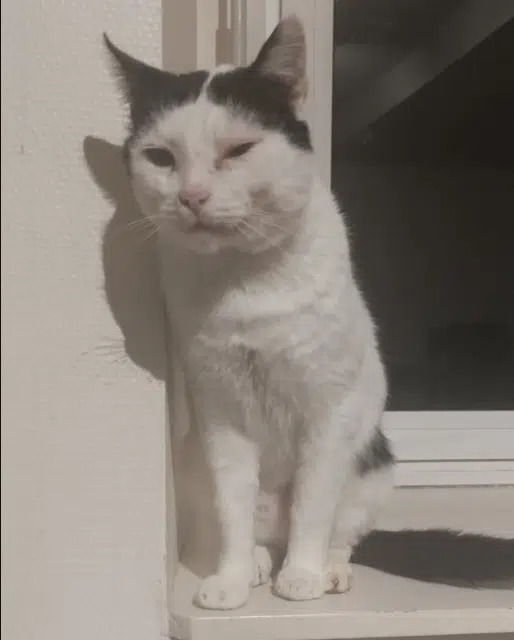 chat lost   35530 Noyal-sur-Vilaine Choco