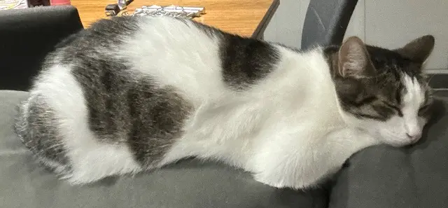 chat lost   35550 Pipriac Cracotte