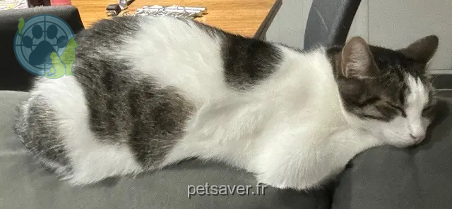 kater vermist 35550 Pipriac Cracotte kater lost 35550 Pipriac Cracotte