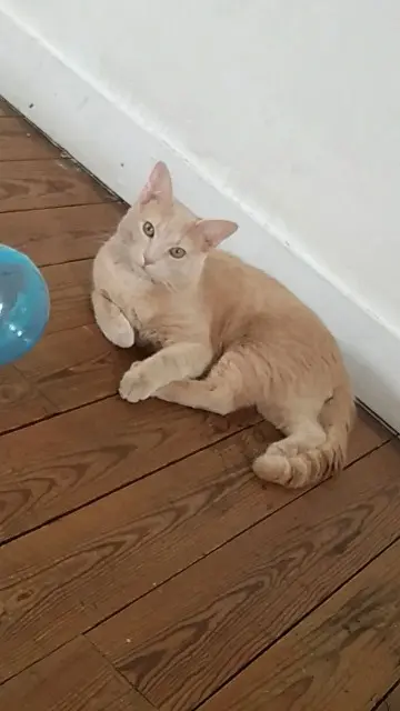 chat lost   35640 Martigné-Ferchaud Crash