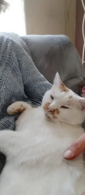 chat lost   35120 Dol-de-Bretagne Djang