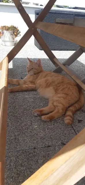 chat lost   35132 Vezin-le-Coquet Doha