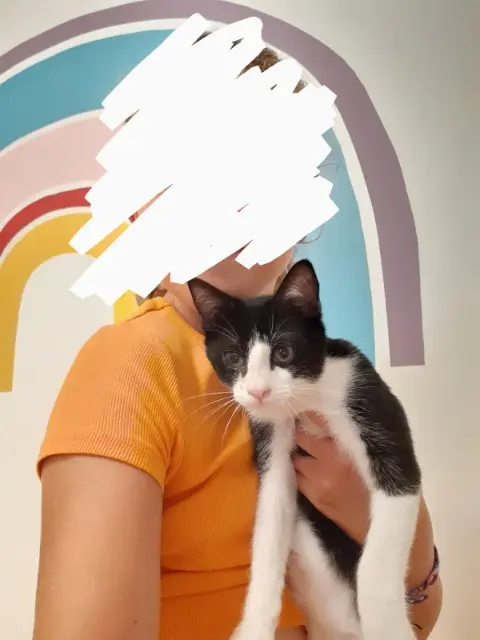 gato perdido 35760 Montgermont Domino gato lost 35760 Montgermont Domino