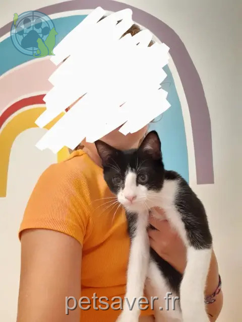 Kater vermisst 35760 Montgermont Domino Kater lost 35760 Montgermont Domino