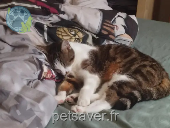 Chat Perdu 35 Ille-et-Vilaine - Echo Chat Perdu 35 Ille-et-Vilaine - Echo