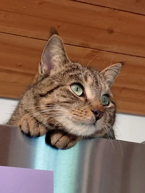 chat lost   35520 Montreuil-le-Gast Eren