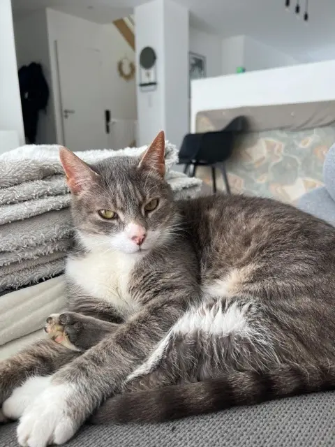 chat lost   35410 Châteaugiron FABIO
