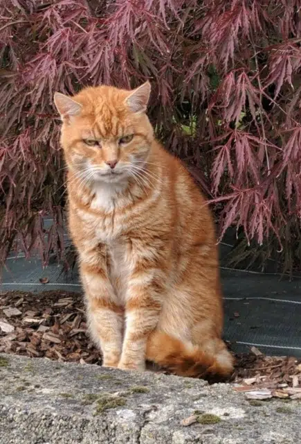 chat lost   35510 Cesson-Sévigné Fidji