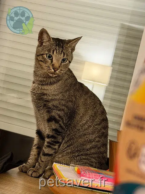 chat lost   35135 Chantepie Flash