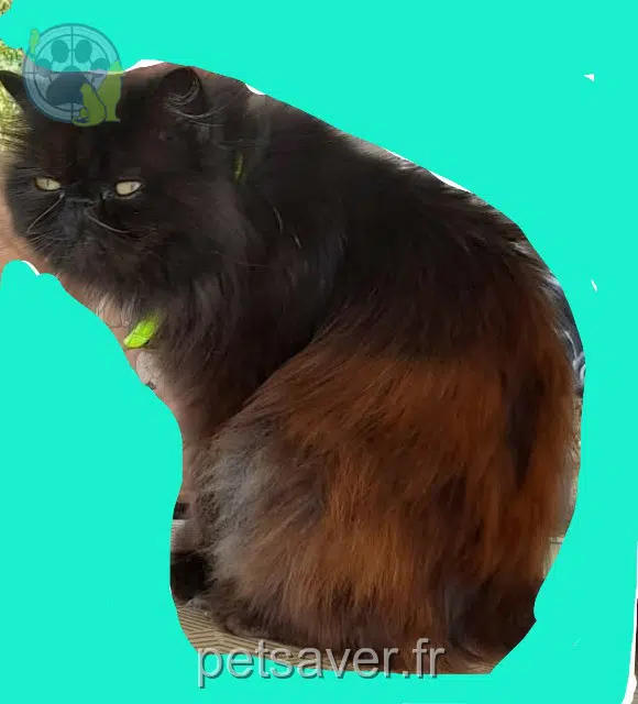 chat lost   35600 Redon Floopy
