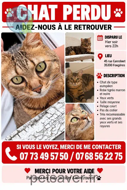 chat lost 35300 Fougères Mowgli