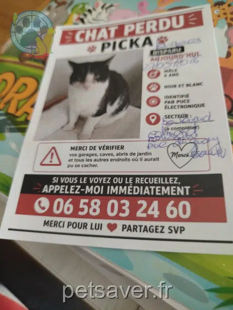 chat lost 35300 Fougères Picka