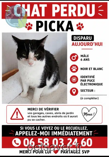 gatto perso 35300 Fougères Picka gatto lost 35300 Fougères Picka