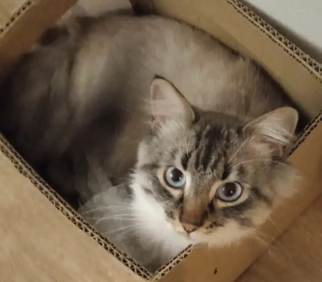 chat lost   35170 Bruz Freddy