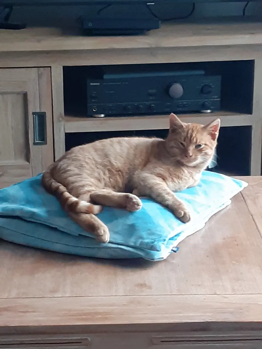 Chat Perdu 35 Ille-et-Vilaine - Fripouille Chat Perdu 35 Ille-et-Vilaine - Fripouille