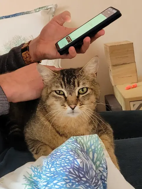 chat lost   35760 Saint-Grégoire Gallifrey