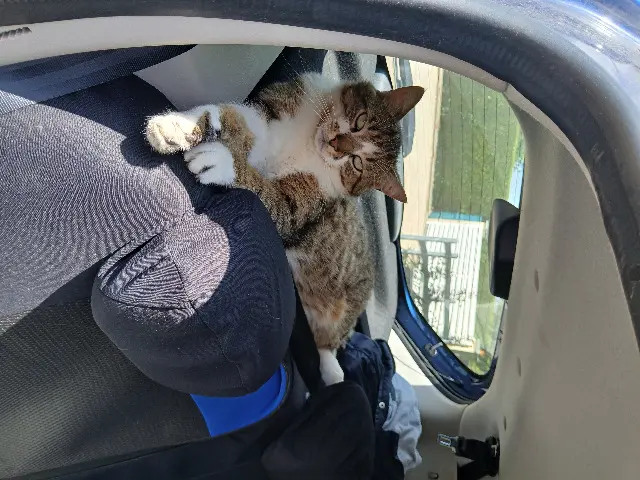chat lost   35120 Epiniac Gaspard
