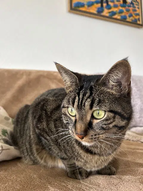 chat lost   35510 Cesson-Sévigné Georges