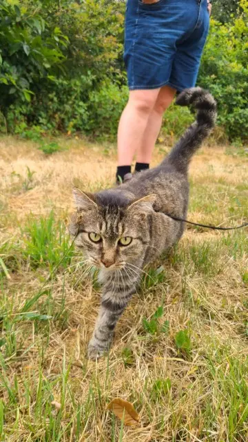 chat lost   35380 Paimpont Gost