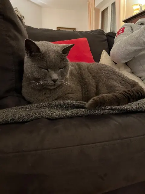 chat lost   35410 Châteaugiron Gribouille