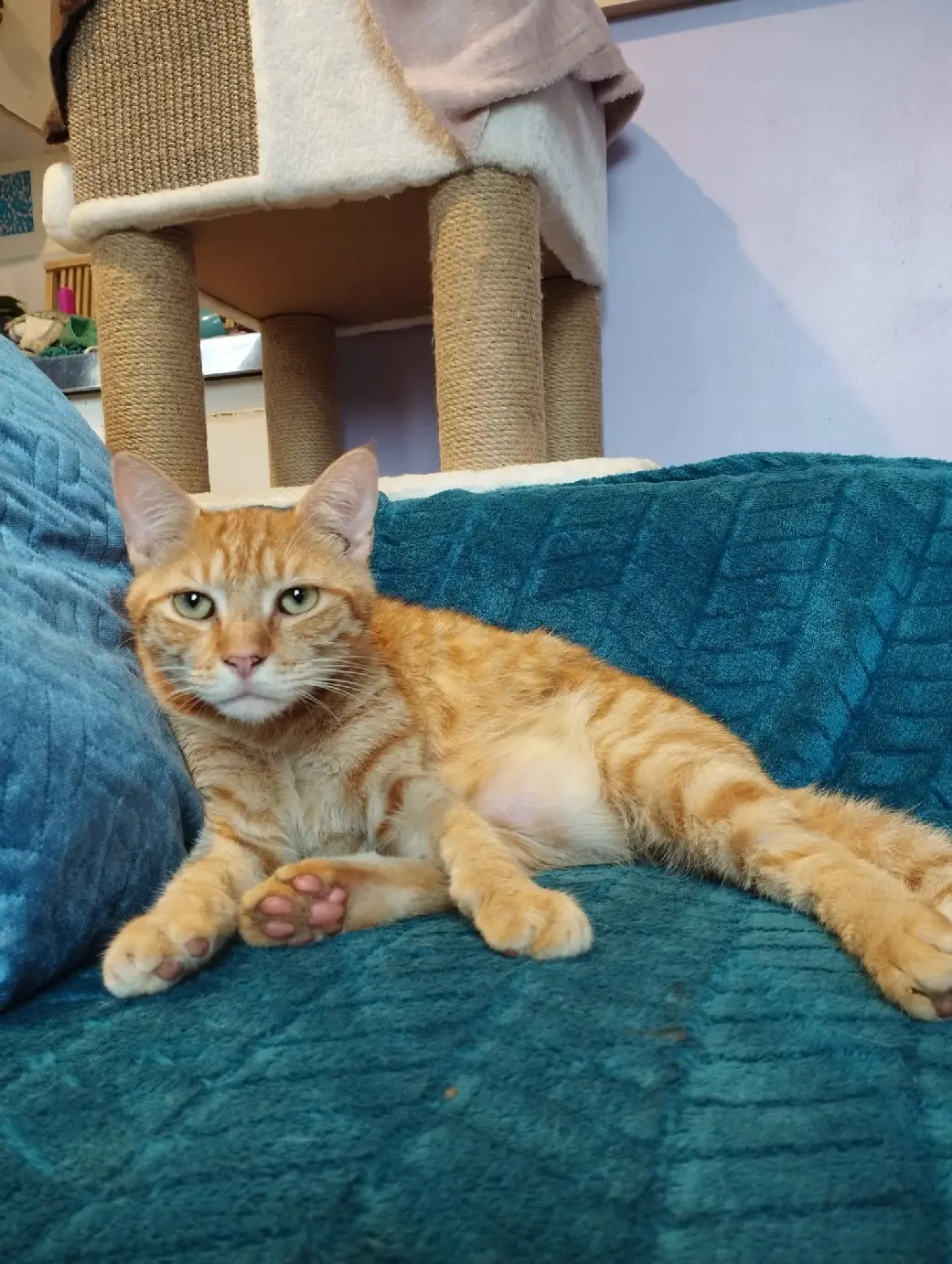 Chat Perdu 35 Ille-et-Vilaine - Groot Chat Perdu 35 Ille-et-Vilaine - Groot