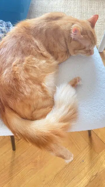 chat lost   35270 Bonnemain Grosminet