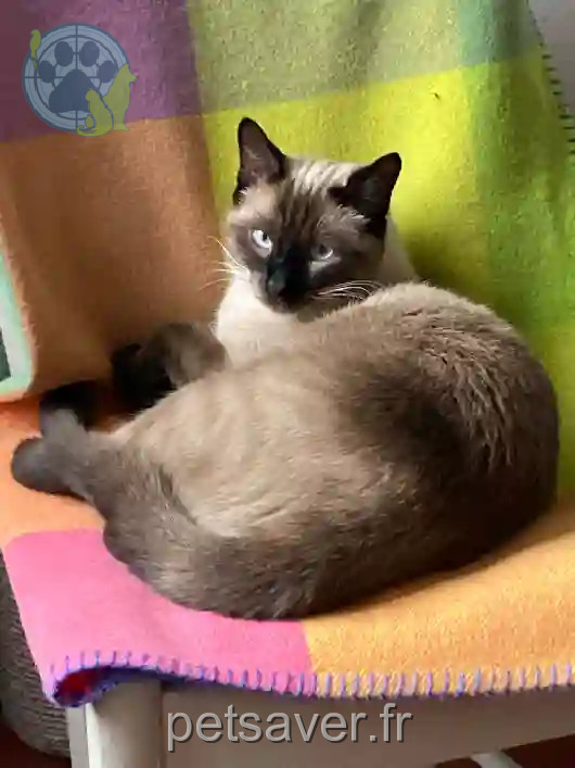 Chat Perdu 35 Ille-et-Vilaine Guipry-Messac - Ramses Chat Perdu 35 Ille-et-Vilaine Guipry-Messac - Ramses