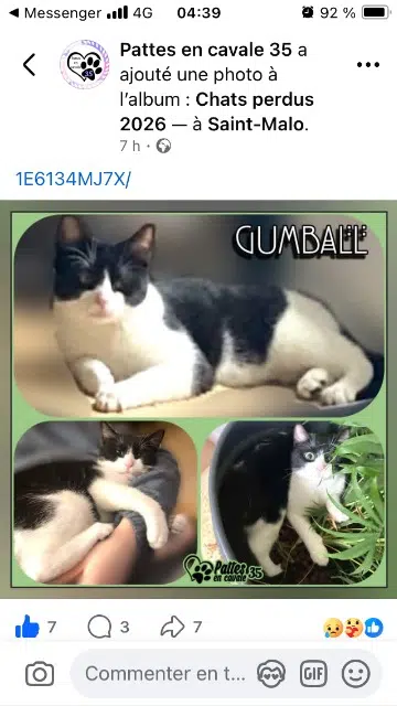 chat lost   35400 Saint-Malo Gumball