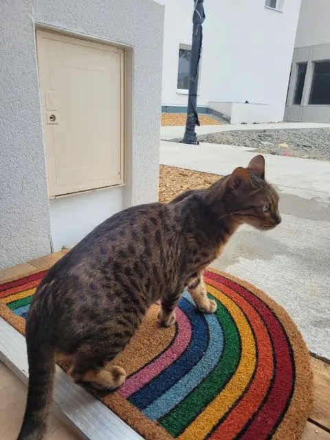 chat lost   35135 Chantepie Hemingway
